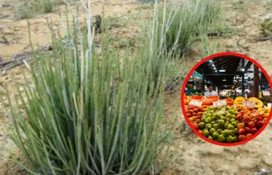 La planta nativa de Durango con la cual le dan brillo a las frutas del supermercado