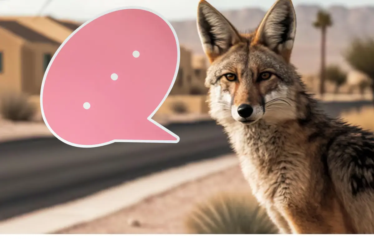 El coyote es el animal nativo de Tamaulipas que es capaz de desarrollar su propio lenguaje para comunicarse con su manada FREEPIK
