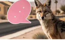 Este animal nativo de Tamaulipas desarrolla su propio lenguaje para hablar con su manada