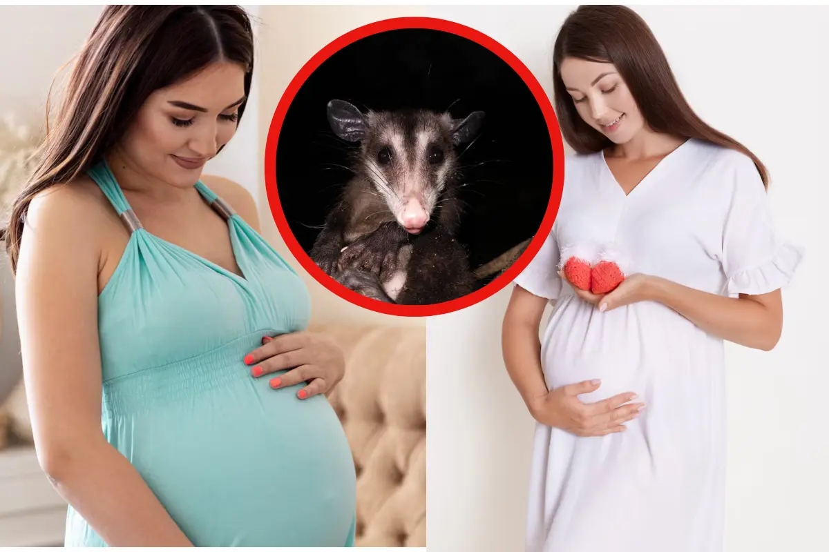 La zarigüeya también conocida como tlacuache es uno de los animales nativos de Tamaulipas hoy está rodeado de creencias y estigmas, entre ellos la creencia de que se desmaya al ver embarazadas.fREEPIK