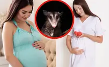 Este es el animal nativo de Tamaulipas que se desmaya al ver embarazadas según creencias