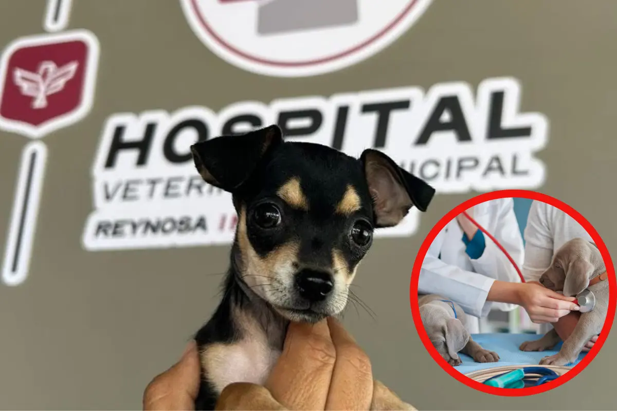 Tu mascota puede recibir atención médica gratuita en el hospital veterinario municipal de Reynosa FREEPIK