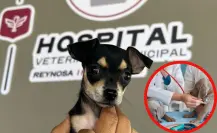 ¿Cómo recibir atención médica gratuita para tus mascotas en Reynosa?