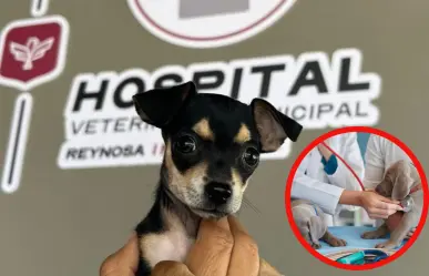 ¿Cómo recibir atención médica gratuita para tus mascotas en Reynosa?