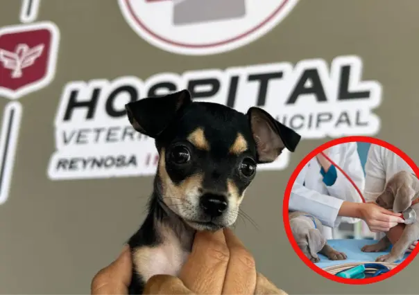 ¿Cómo recibir atención médica gratuita para tus mascotas en Reynosa?