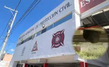 ¡Cuidado con las abejas! A diario hay reportes de enjambres y panales en Durango