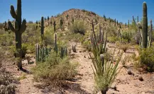 Este animal del desierto de Coahuila puede sobrevivir sin agua