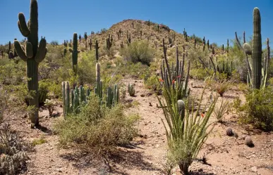 Este animal del desierto de Coahuila puede sobrevivir sin agua