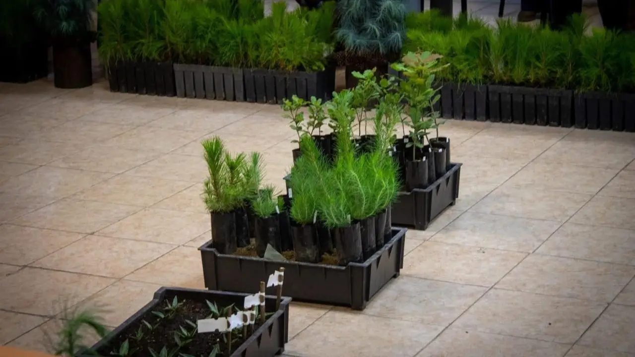 Edomex impulsa el uso de aserrín para fortalecer la reforestación y proteger el suelo natural. Foto: VISIÓN SUR AGENCIA DE COMUNICACIÓN Y NOTICIAS