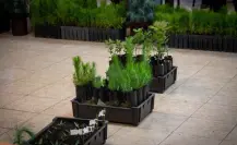 Edomex impulsa el uso de aserrín para fortalecer la reforestación y proteger el suelo natural