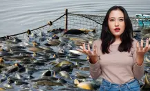 Estas son las especies que más capturan los barcos pesqueros industriales en Baja California Sur