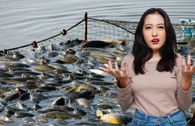 Estas son las especies que más capturan los barcos pesqueros industriales en Baja California Sur