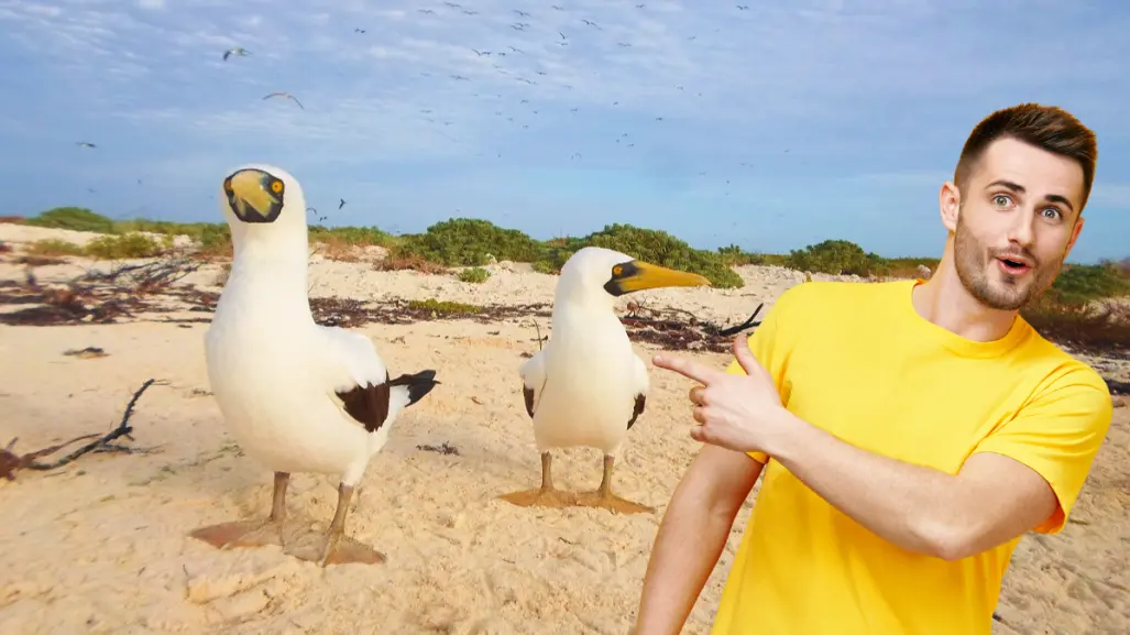 La isla de Yucatán entre arrecifes que es un santuario para los pájaros bobo