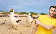 La isla de Yucatán entre arrecifes que es un santuario para los pájaros bobo