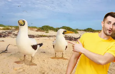 La isla de Yucatán entre arrecifes que es un santuario para los pájaros bobo