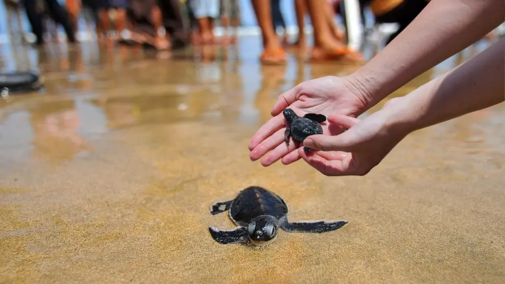 ¿Cuándo es la temporada de liberación de tortugas en Yucatán?