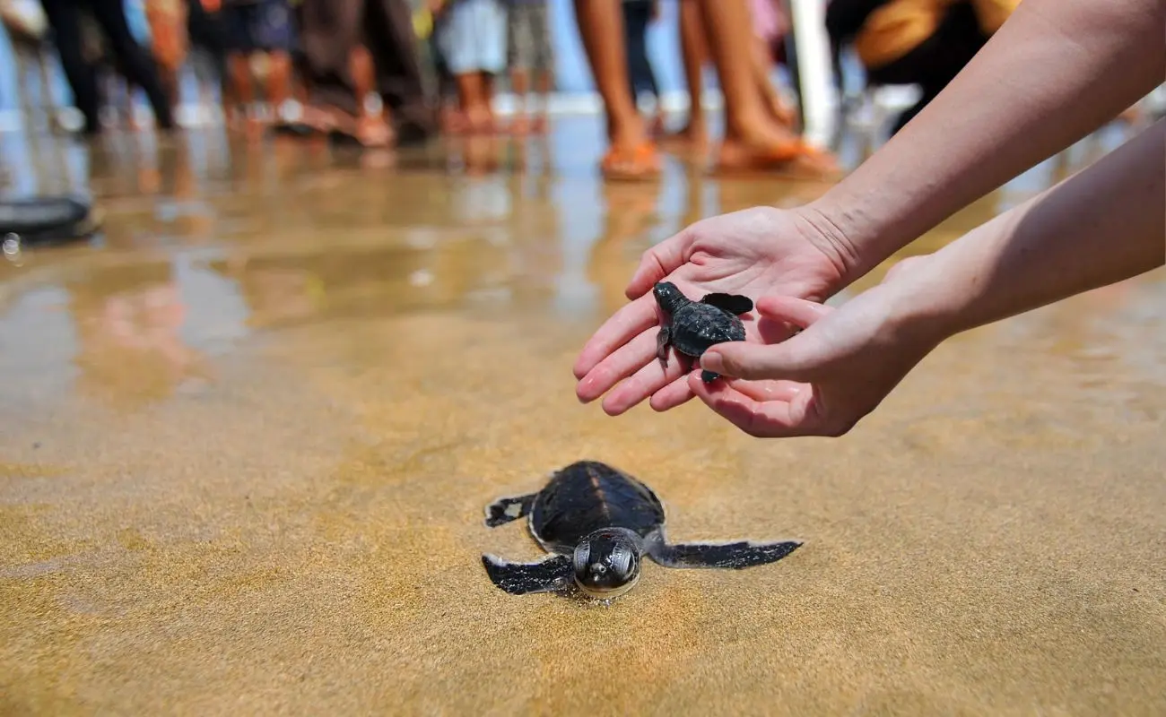 ¿Cuándo se hace la liberación de tortugas en Yucatán? Foto: Canva