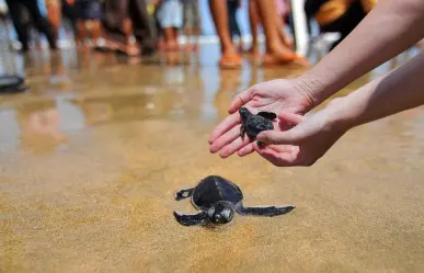 ¿Cuándo es la temporada de liberación de tortugas en Yucatán?