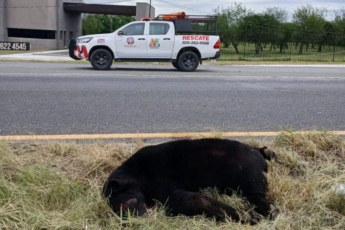Parques y Vida Silvestre NL aclara caso de oso atropellado en carretera de Montemorelos. Foto: Protección Civil Municipio de Montemorelos