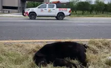 Parques y Vida Silvestre NL aclara caso de oso atropellado en carretera de Montemorelos
