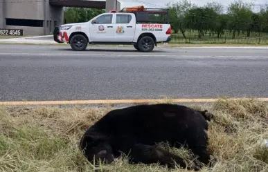 Parques y Vida Silvestre NL aclara caso de oso atropellado en carretera de Montemorelos
