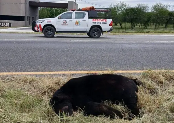 Parques y Vida Silvestre NL aclara caso de oso atropellado en carretera de Montemorelos