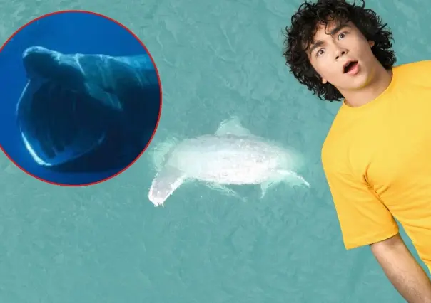¡Ni tiburón ni ballena! Científicos revelan la especie del enorme pez varado en Yucatán