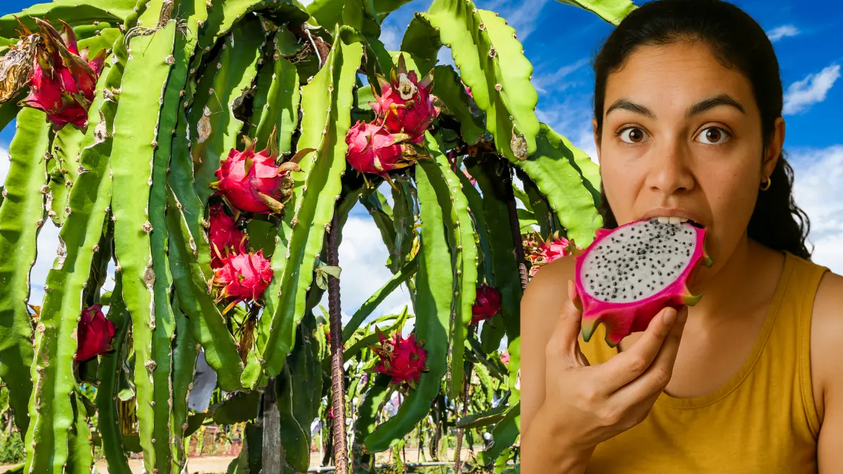 La pitahaya es una fruta perfecta para el verano Foto: Canva/ChastGPT