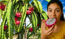 ¿Dónde comprar las pitahayas más frescas y deliciosas de Yucatán?