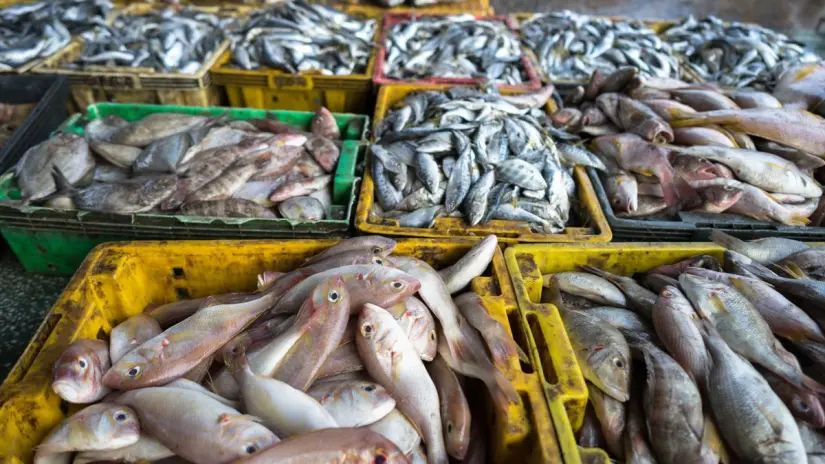 Atunes y dorados, aunque en menor cantidad, aportan importantes ingresos a la pesca en el estado. Foto ilustrativa: Biblioteca Canva