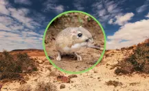 El animal nativo de Durango que salta de la misma forma que un canguro