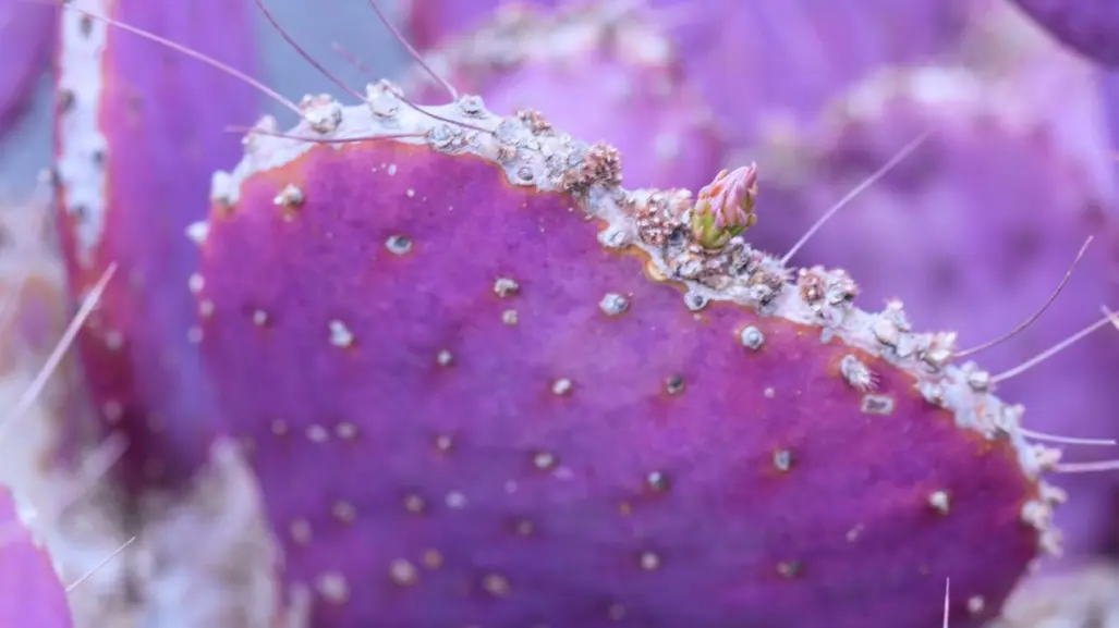 La rara especie de cactus de Durango que se pone morado en invierno