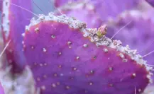 La rara especie de cactus de Durango que se pone morado en invierno