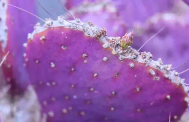 La rara especie de cactus de Durango que se pone morado en invierno