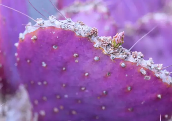 La rara especie de cactus de Durango que se pone morado en invierno
