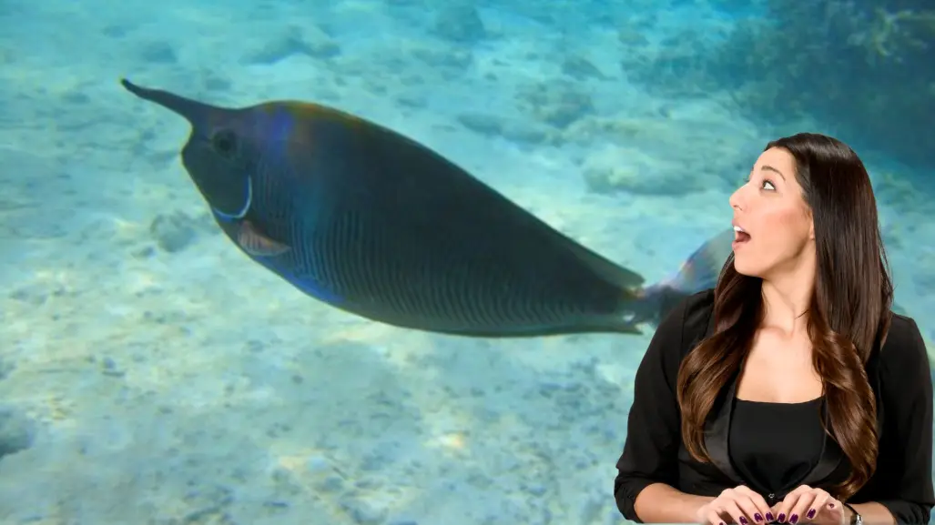3 especies marinas únicas que solo encontrarás en Baja California Sur