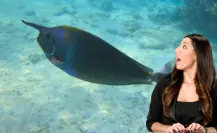 3 especies marinas únicas que solo encontrarás en Baja California Sur