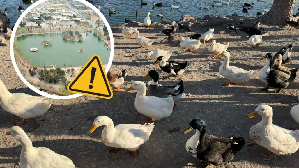 Patos muertos en Saltillo: ¿qué está pasando en el lago de la Ciudad Deportiva?