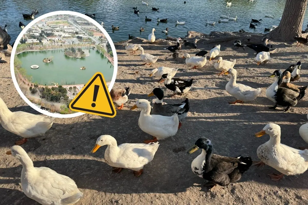 Alerta sanitarios por mal estado de patos en la Ciudad Deportiva de Saltillo / Foto: Victor B. Martinez | Conoce Saltillo | Canva