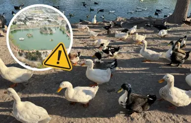 Patos muertos en Saltillo: ¿qué está pasando en el lago de la Ciudad Deportiva?