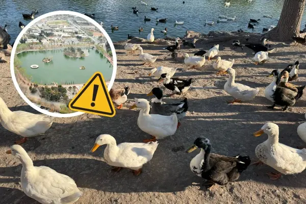 Patos muertos en Saltillo: ¿qué está pasando en el lago de la Ciudad Deportiva?