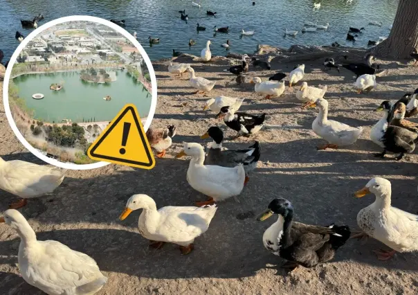 Patos muertos en Saltillo: ¿qué está pasando en el lago de la Ciudad Deportiva?