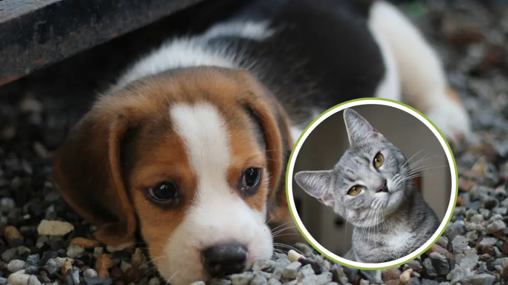 ¡Nada de cortarle la colita a los perros! Aprueban reformas contra el maltrato animal en BCS