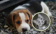 ¡Nada de cortarle la colita a los perros! Aprueban reformas contra el maltrato animal en BCS