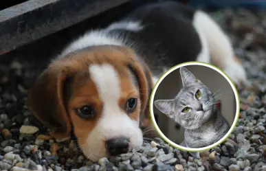 ¡Nada de cortarle la colita a los perros! Aprueban reformas contra el maltrato animal en BCS