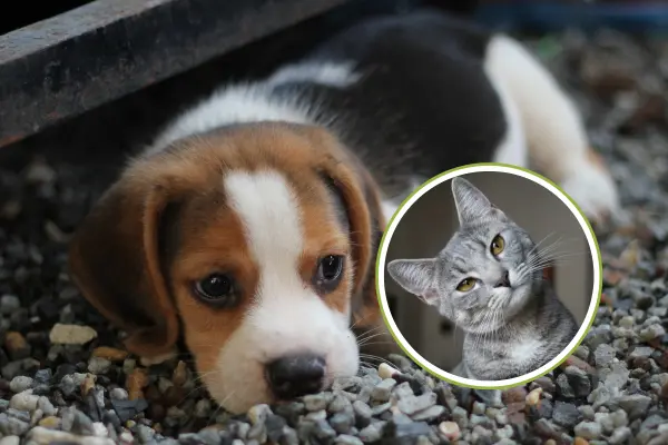 ¡Nada de cortarle la colita a los perros! Aprueban reformas contra el maltrato animal en BCS