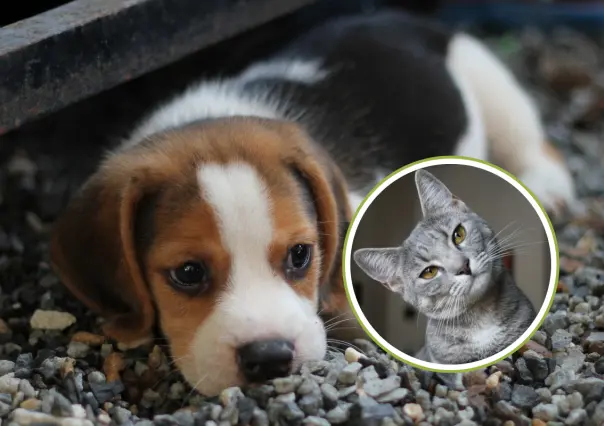 ¡Nada de cortarle la colita a los perros! Aprueban reformas contra el maltrato animal en BCS