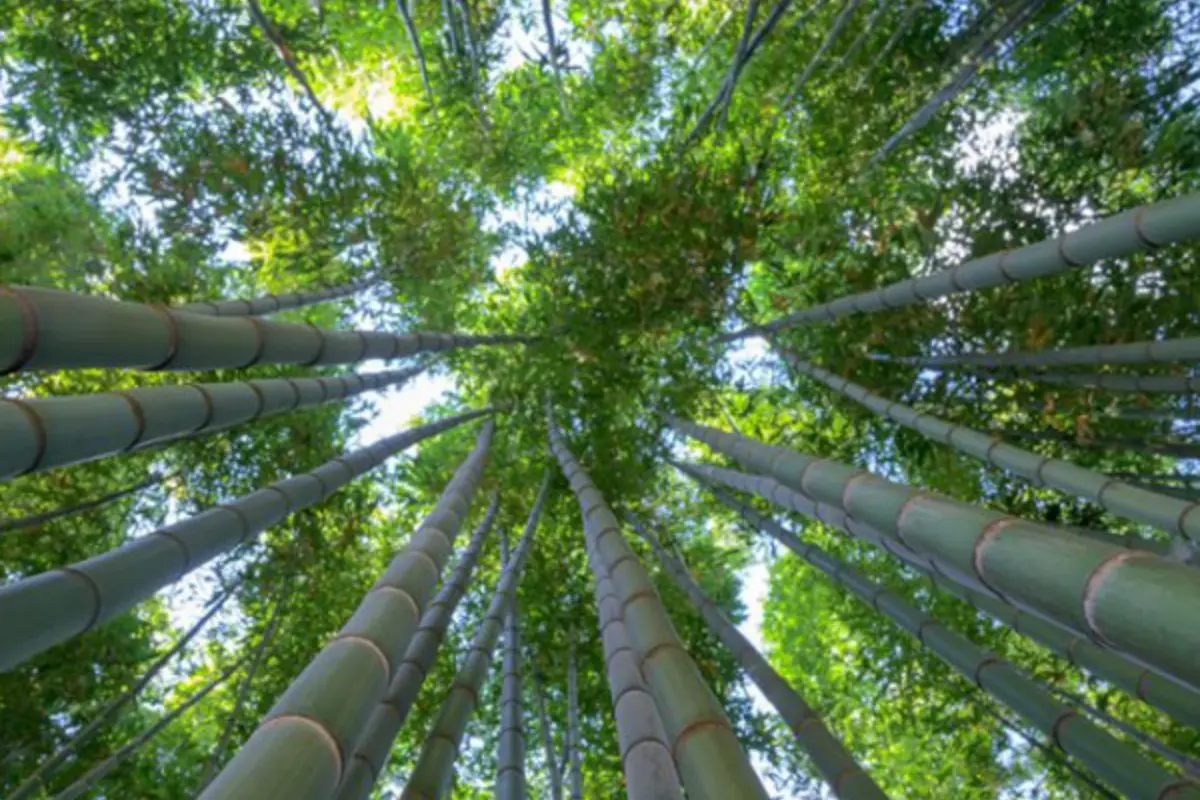 Bosque de bambú Teziutlán cerca de CDMX. Foto: turisticospoblanos.com | Canva
