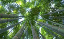 El pueblo mágico a pocos kilómetros de CDMX con un bosque de bambú que nadie conoce