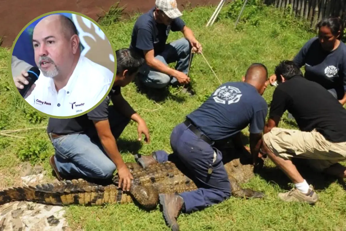 Su objetivo es claro: formar personal capacitado para atender, con respeto y eficiencia, cualquier situación que involucre cocodrilos en áreas pobladas. Foto: Posta Tamaulipas